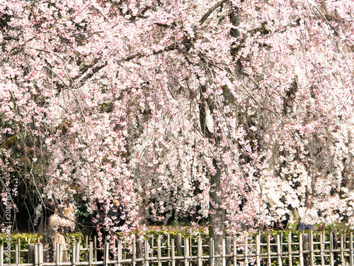 京都御所の桜