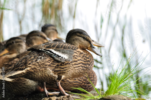 Cute mallard ducks take a rest on the floating wood log.