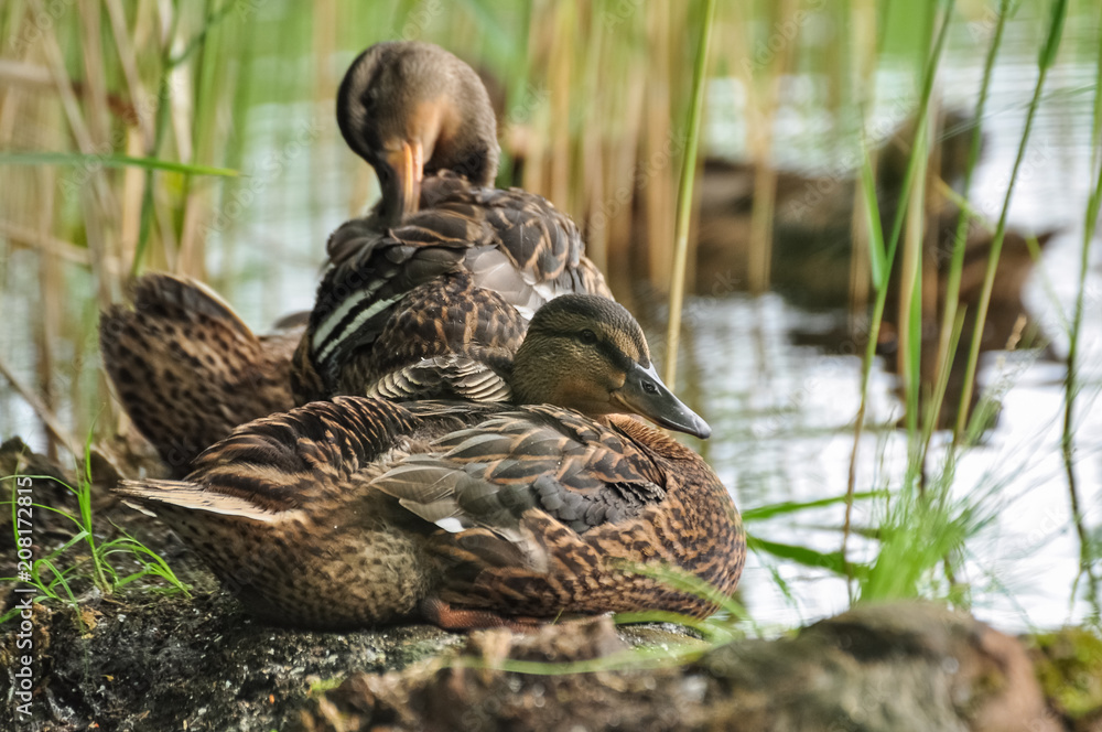Cute mallard ducks take a rest on the floating wood log. Cute mallard ducks take a rest on the floating wood log.