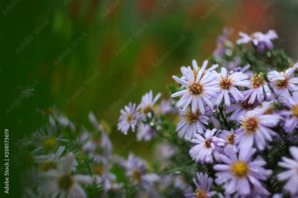 Flower Aster - perennial Bush culture. Nature of the far East Flower Aster - perennial Bush culture. Nature of the far East