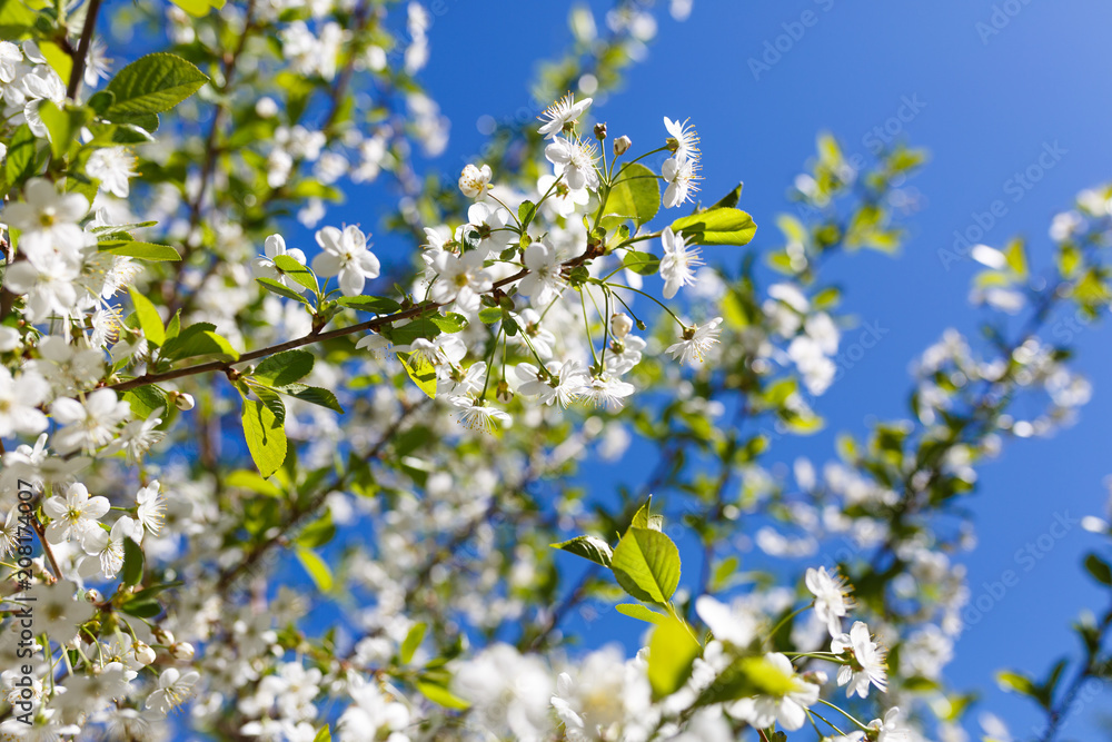 Fototapeta premium blooming cherry against the blue sky