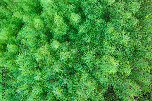 Green plants called horsetail view from above