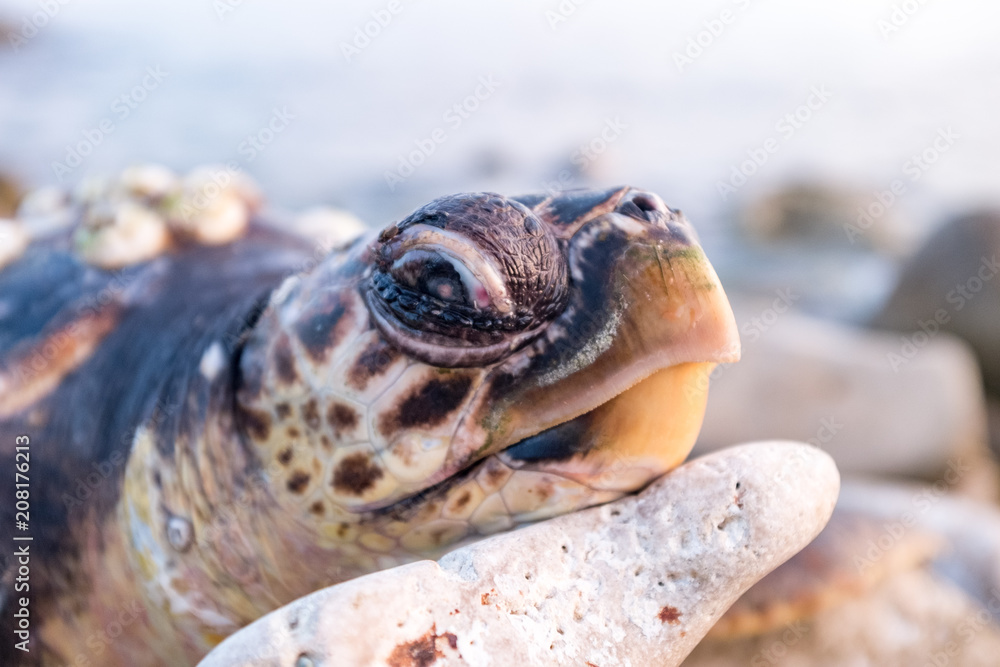 Naklejka premium Tartaruga stanca o apparentemente morta adagiata sulle rocce della costa Salentina.