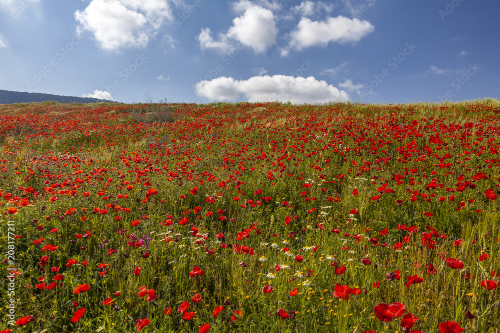 Red Poppies & Cloudy Sky