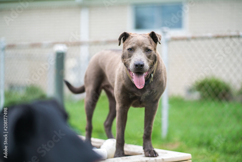pitbull standing with tongue out outdoors © David