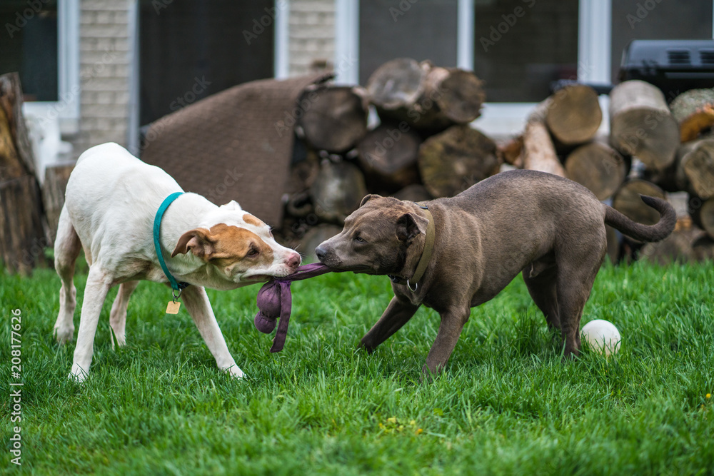 2 Pitbulls playing tug of war with toy outdoors firewood 2 Pitbulls playing tug of war with toy outdoors firewood