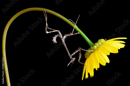 insect empusa pennata in a yellow Daisy, isolated on black background with space for text