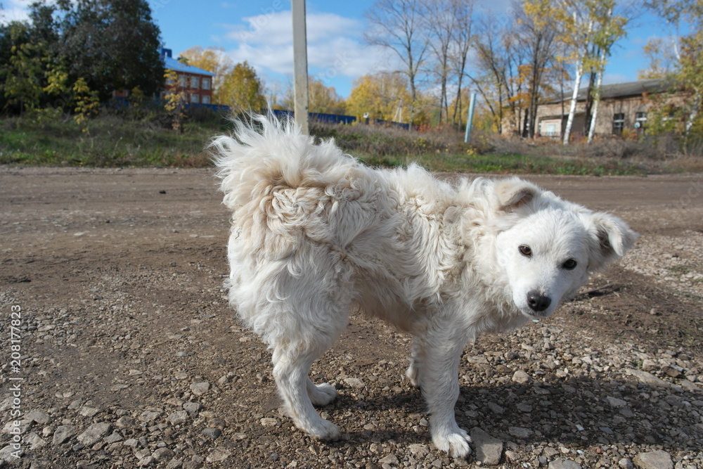 white, curly, dog 2 white, curly, dog 2