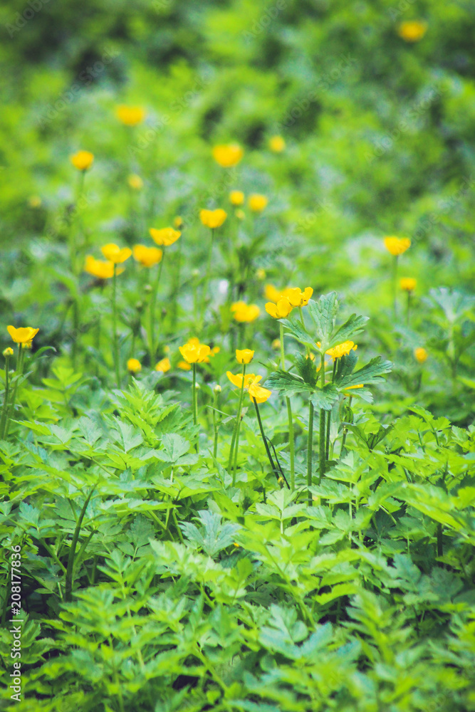 Small yellow blossoms Small yellow blossoms