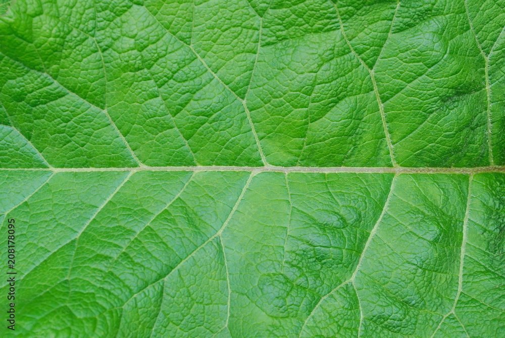 Fototapeta tekstura łopianu zielonego liścia. roślina lecznicza