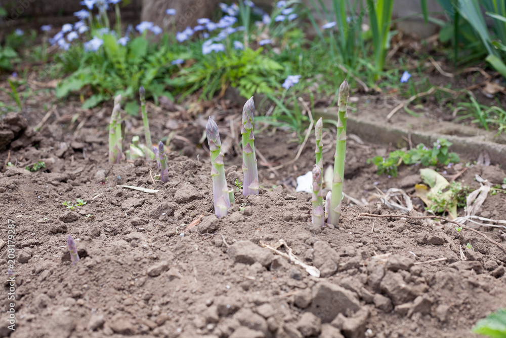 Growing asparagus on farm Growing asparagus on farm