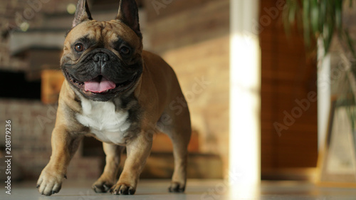 Happy french bulldog
