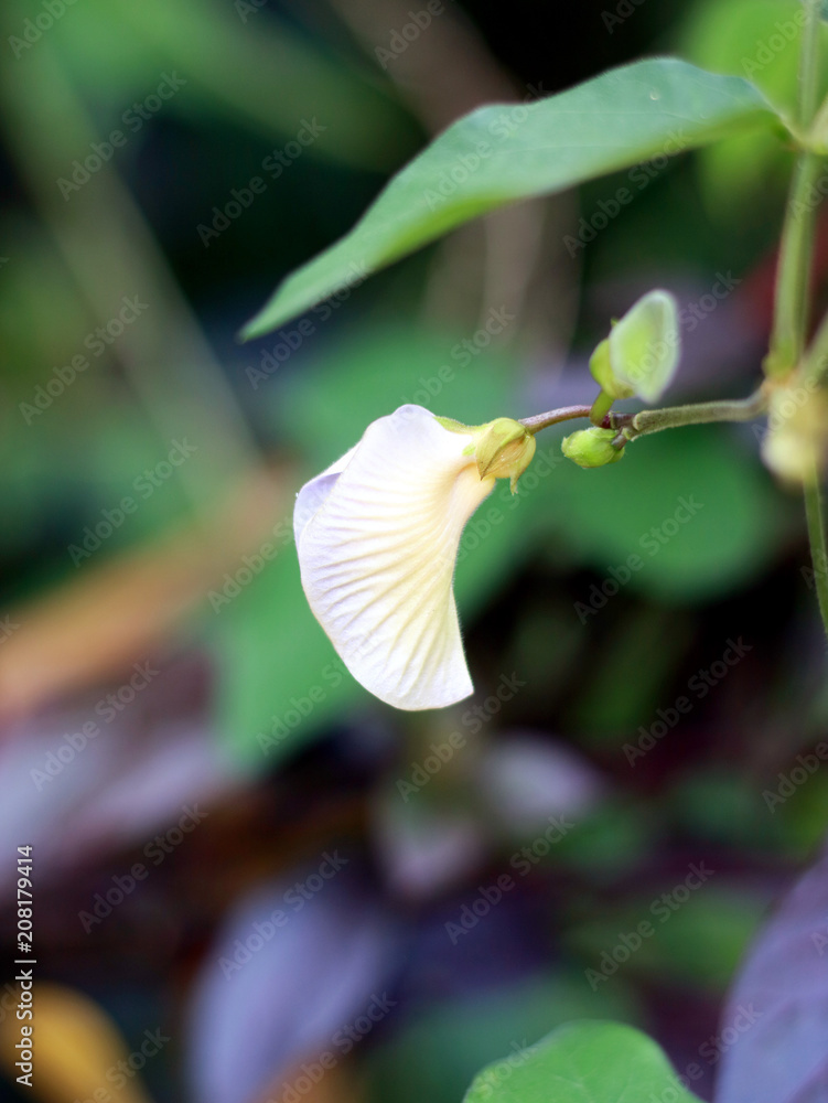 Butterfly Pea Flower. Known as Bunga Telang. Plant species belonging to the Fabaceae family