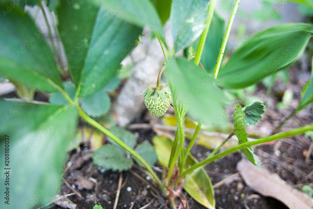 Green young strawberry on farm Green young strawberry on farm