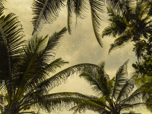 Palm trees with cloudy sky background.