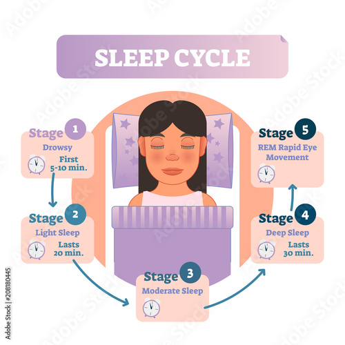 Healthy human sleep cycle vector illustration diagram with female in bed and sleep stages. Educational infographic scheme.