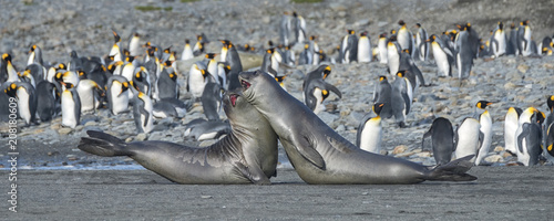 Young Elephant Seals Practicing Mock Fighting, South Georgia Island, Antarctic