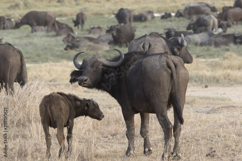 Female and calf African Buffalo that stand in the savanna against the backdrop of a large herd