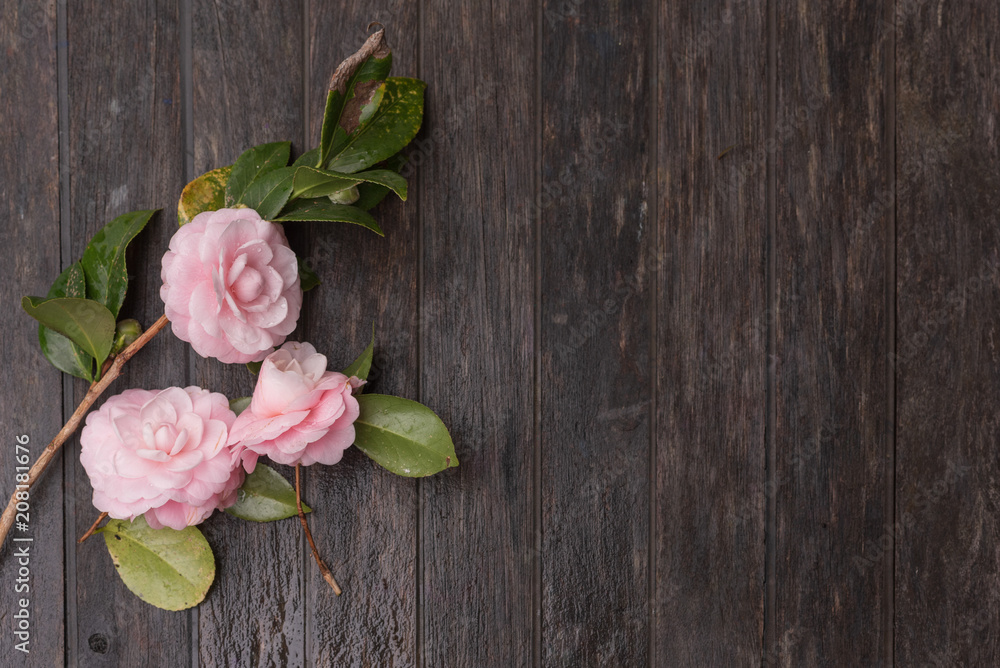 Pink camellias with water droplets on rustic dark wooden background with copy space (selective focus)