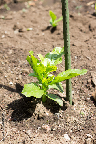 Growing malabar spinach on farm