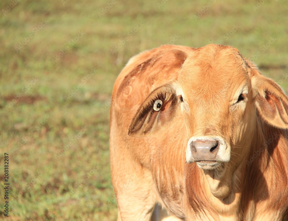 Obraz premium Brahman Cross Cattle 