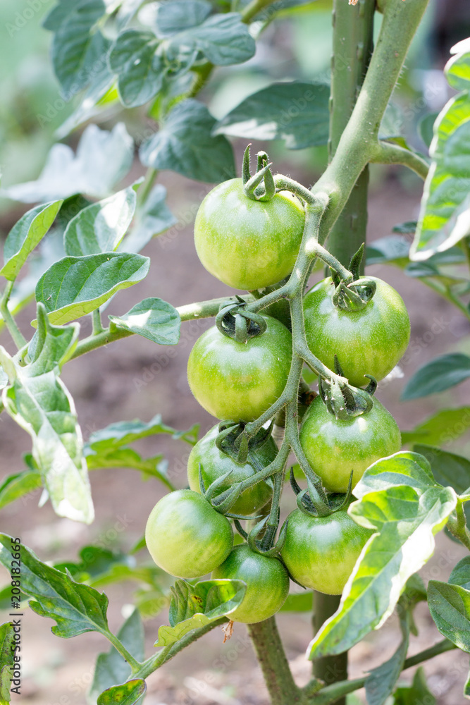 Young cherry tomatoes on farm