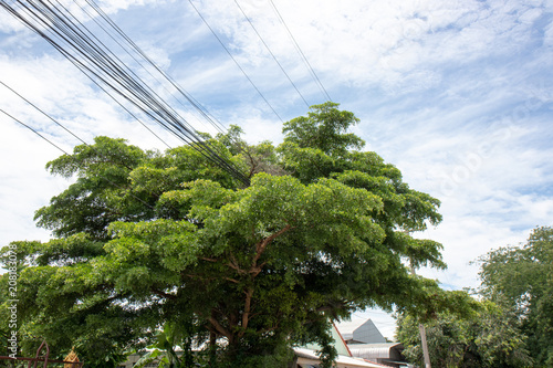 The power line in the big tree.