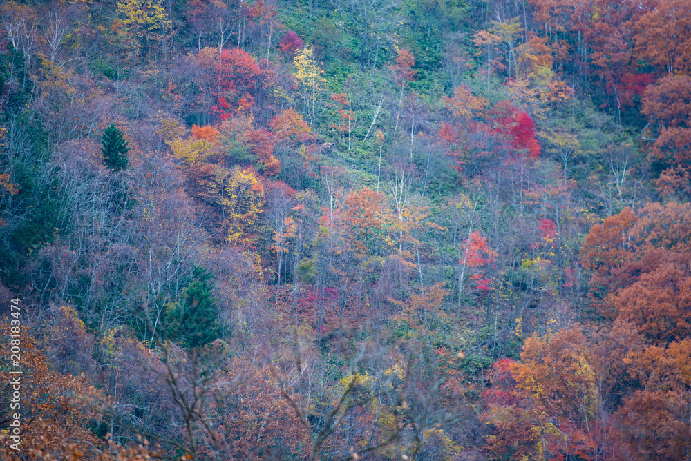 Colourful Japan Autumn Foliage landscape on at Noboribetsu , Hokkaido in autumn, Japan