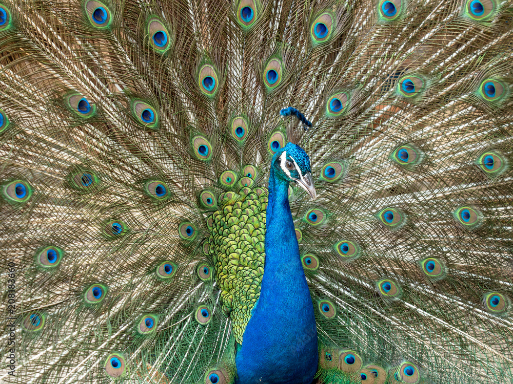Fototapeta premium Colorful peacock bird with spreading its feathers out.