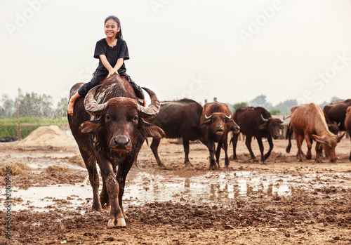 Thailand Rural Traditional Scene, Thai farmer shepherd girl is riding a buffalo, tending buffaloes herd to go back farmhouse. Thai Upcountry Culture, Living, Occupation concept.