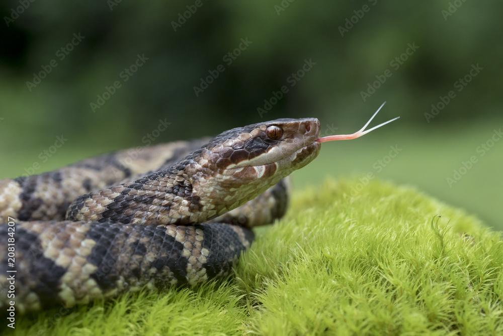 Venomous Cottonmouth / Water Moccasin (Agkistrodon piscivorus) with