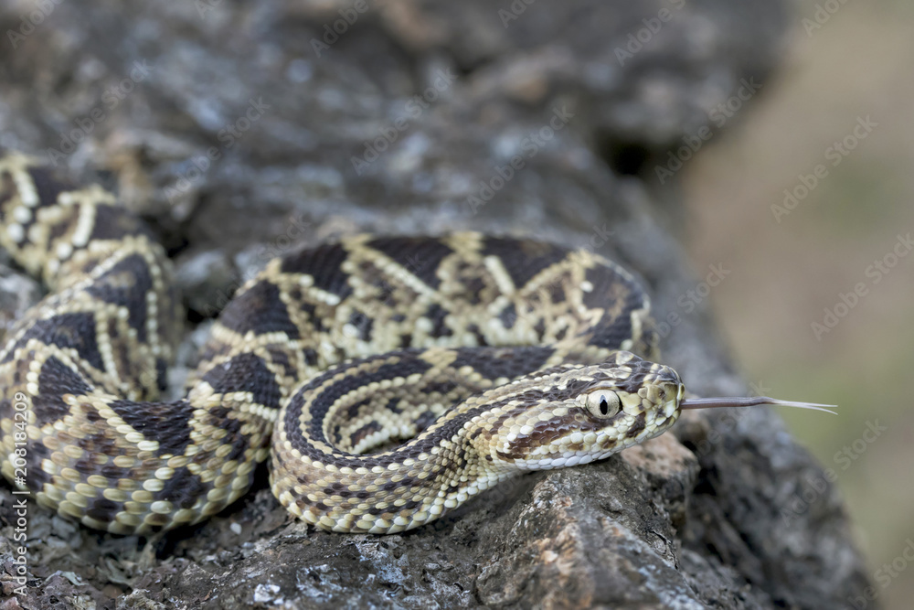 Juvenile Neotropical Rattlesnake (Crotalus simus) with Forked Tongue Juvenile Neotropical Rattlesnake (Crotalus simus) with Forked Tongue