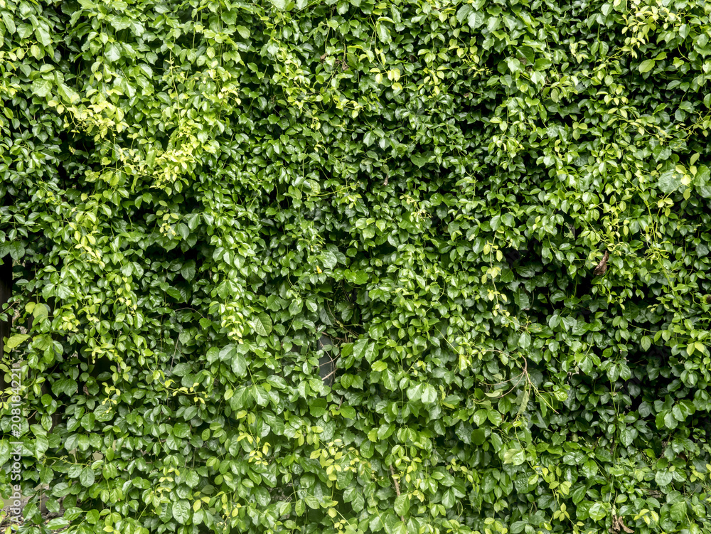 leaves background leaves background