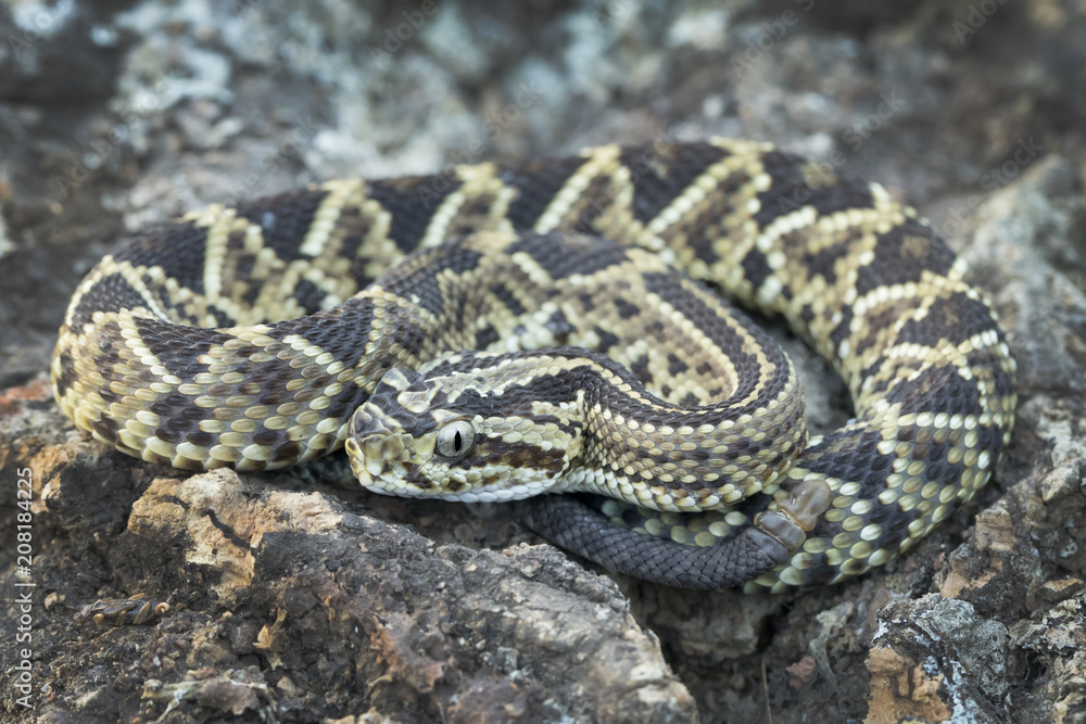 Juvenile Neotropical Rattlesnake (Crotalus simus) with 'button' rattle Juvenile Neotropical Rattlesnake (Crotalus simus) with 'button' rattle