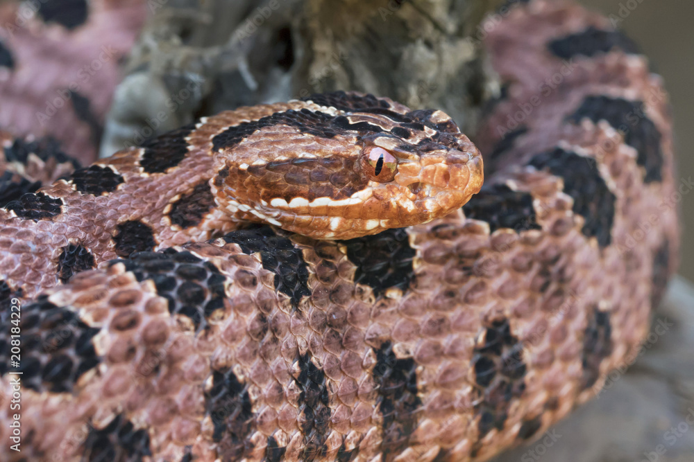Fototapeta premium Red (Carolina) Pygmy Rattlesnake