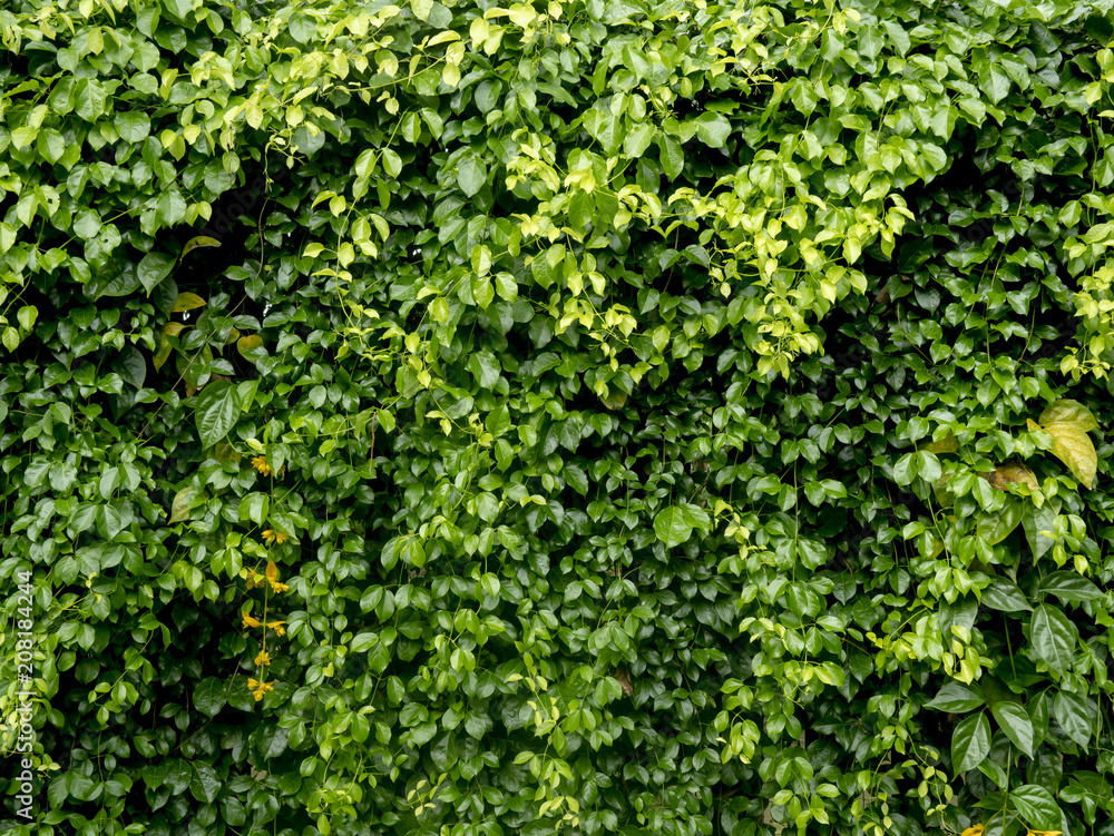 Fototapeta premium leaves background