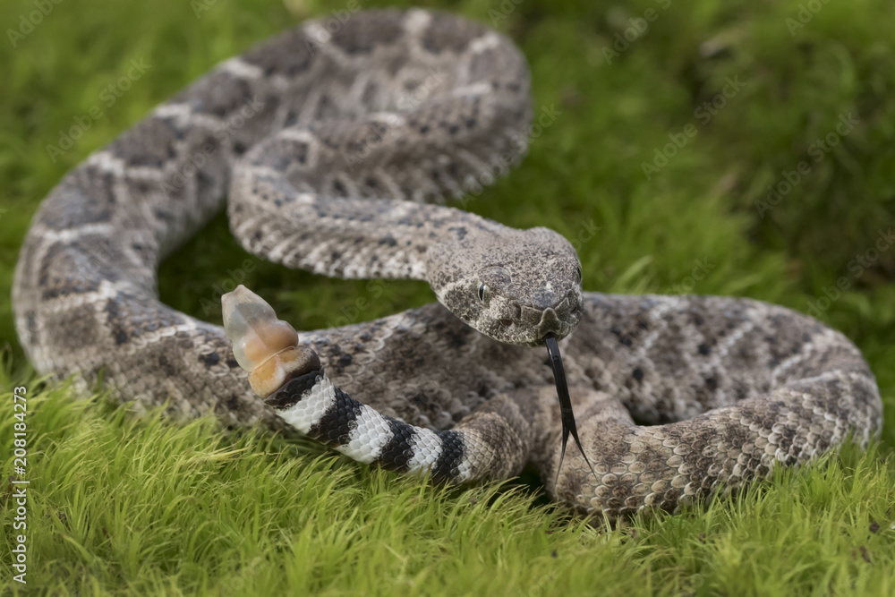 Juvenile Western Diamondback Rattlesnake with Forked Tongue Stock Photo Adobe Stock