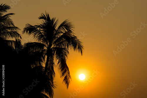 silhouette of coconut trees with morning sunset on space of cloudless sky