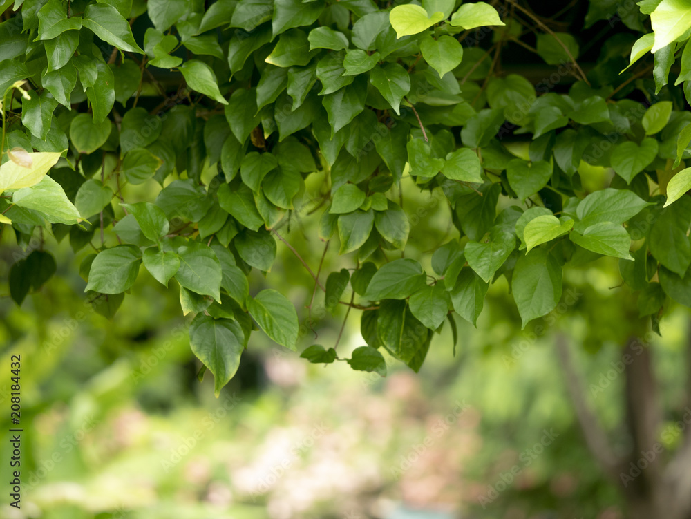 leaves background leaves background