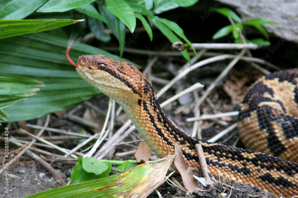 Obraz premium Venomous South American Bushmaster Snake (Lachesis muta)