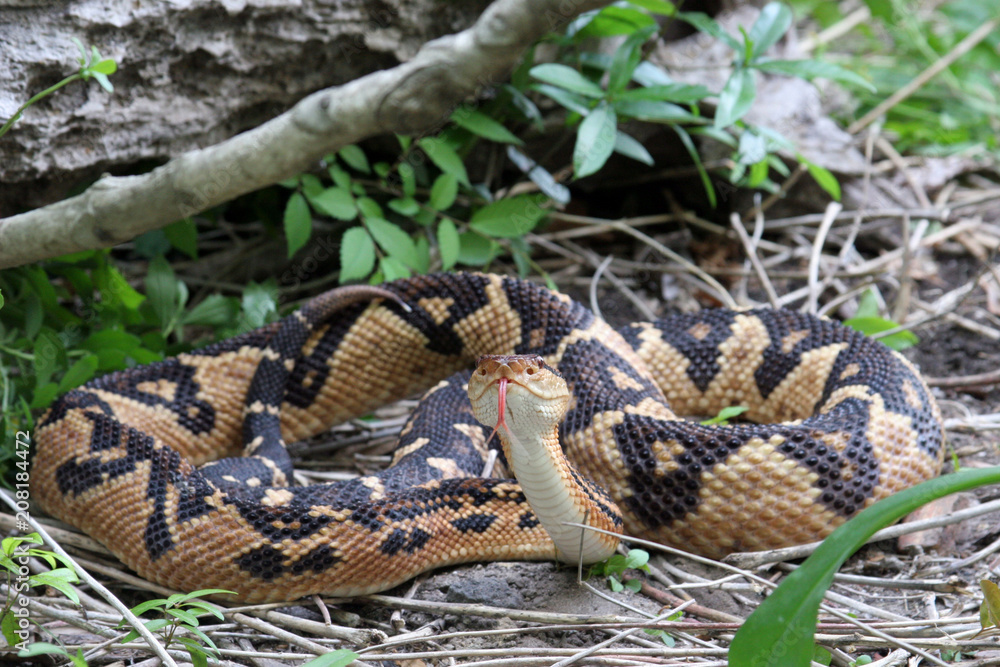Bushmaster Snake 3D model - Download Animals on