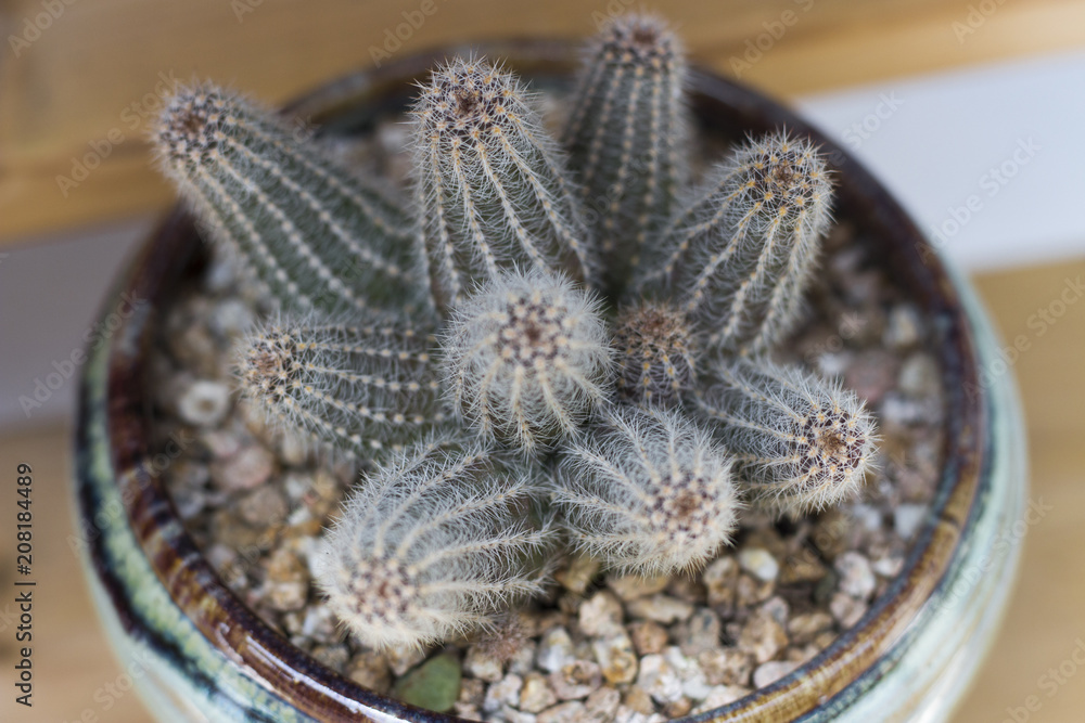 group of miniature cactus in a pot, top view group of miniature cactus in a pot, top view