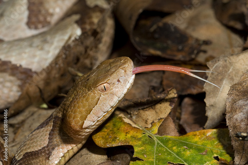 Venomous Copperhead Snake (Agkistrodon contortrix) with Forked Tongue