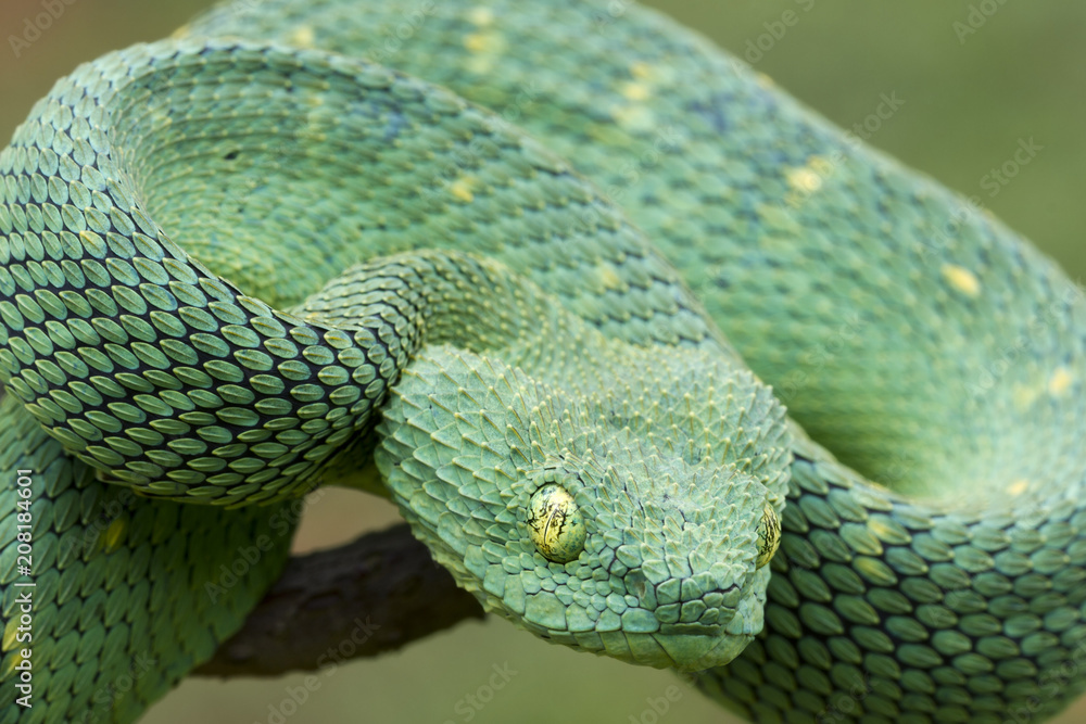 west african bush vipers atheris chlorechis are small to medium-sized  semi-arboreal vemomous reptiles