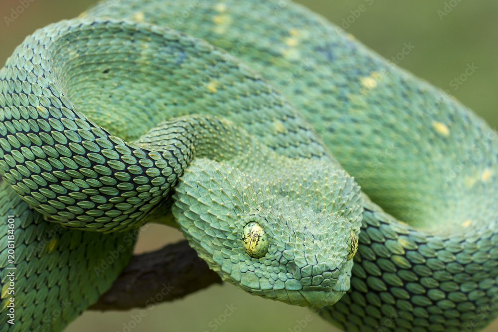 Venomous African Bush Viper (Atheris chlorechis) Stock Photo