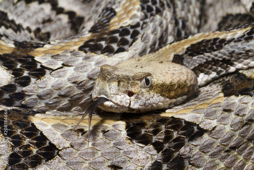 Venomous Timber (Canebrake) Rattlesnake with Forked Tongue Venomous Timber (Canebrake) Rattlesnake with Forked Tongue