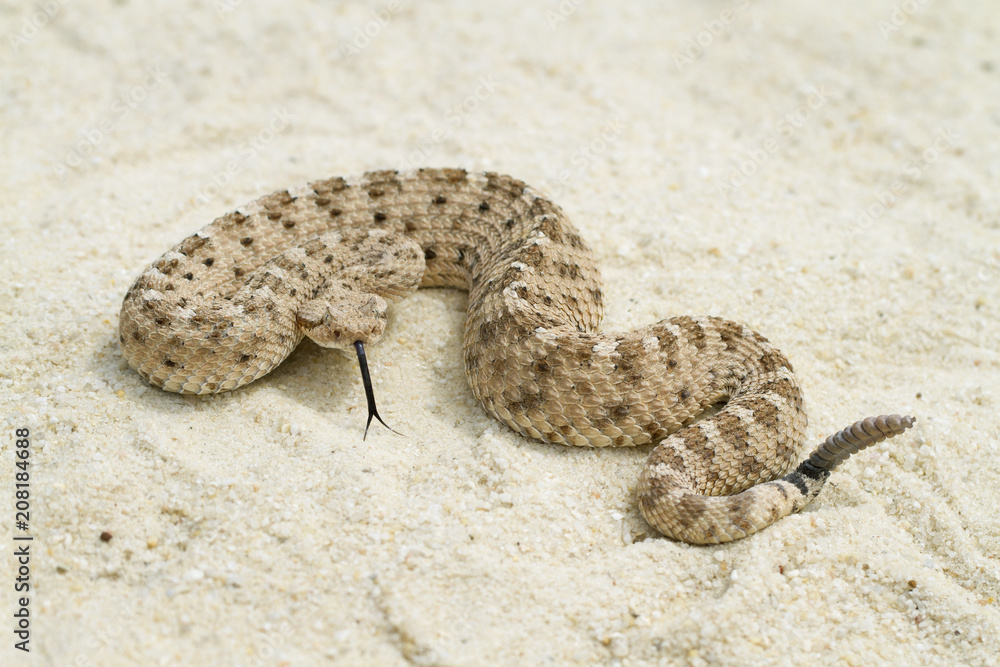Fototapeta premium Sidewinder Rattlesnake Profile with Forked Tongue
