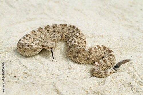 Sidewinder Rattlesnake Profile with Forked Tongue