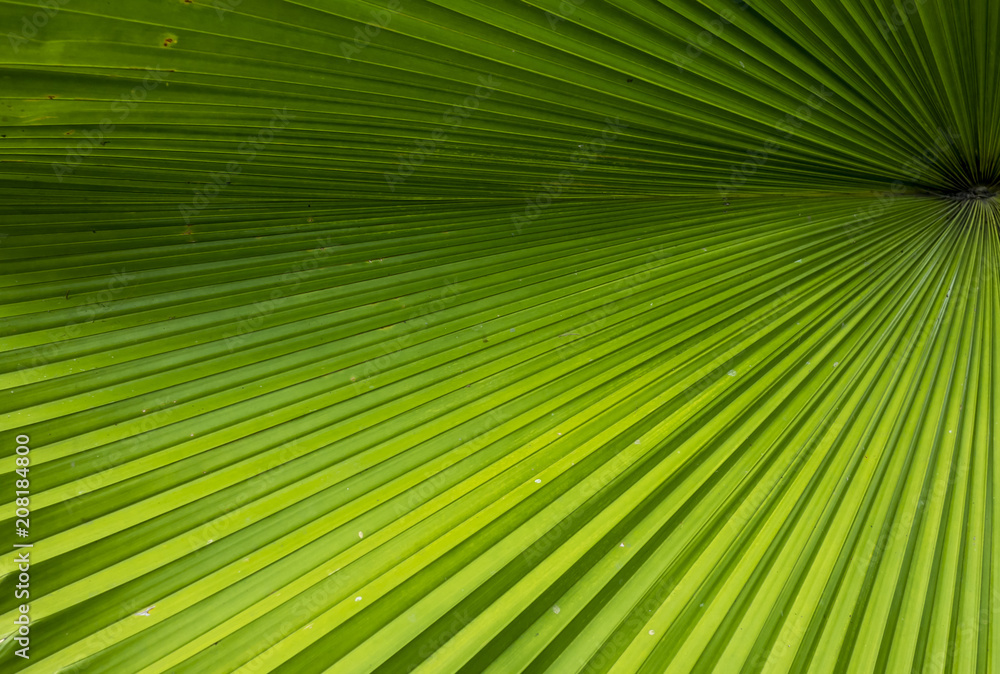 palm leaf texture palm leaf texture