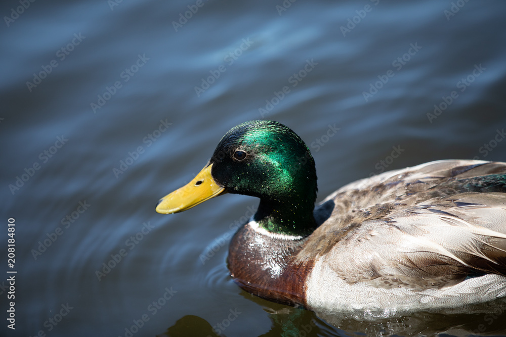 Obraz premium floating drake mallard